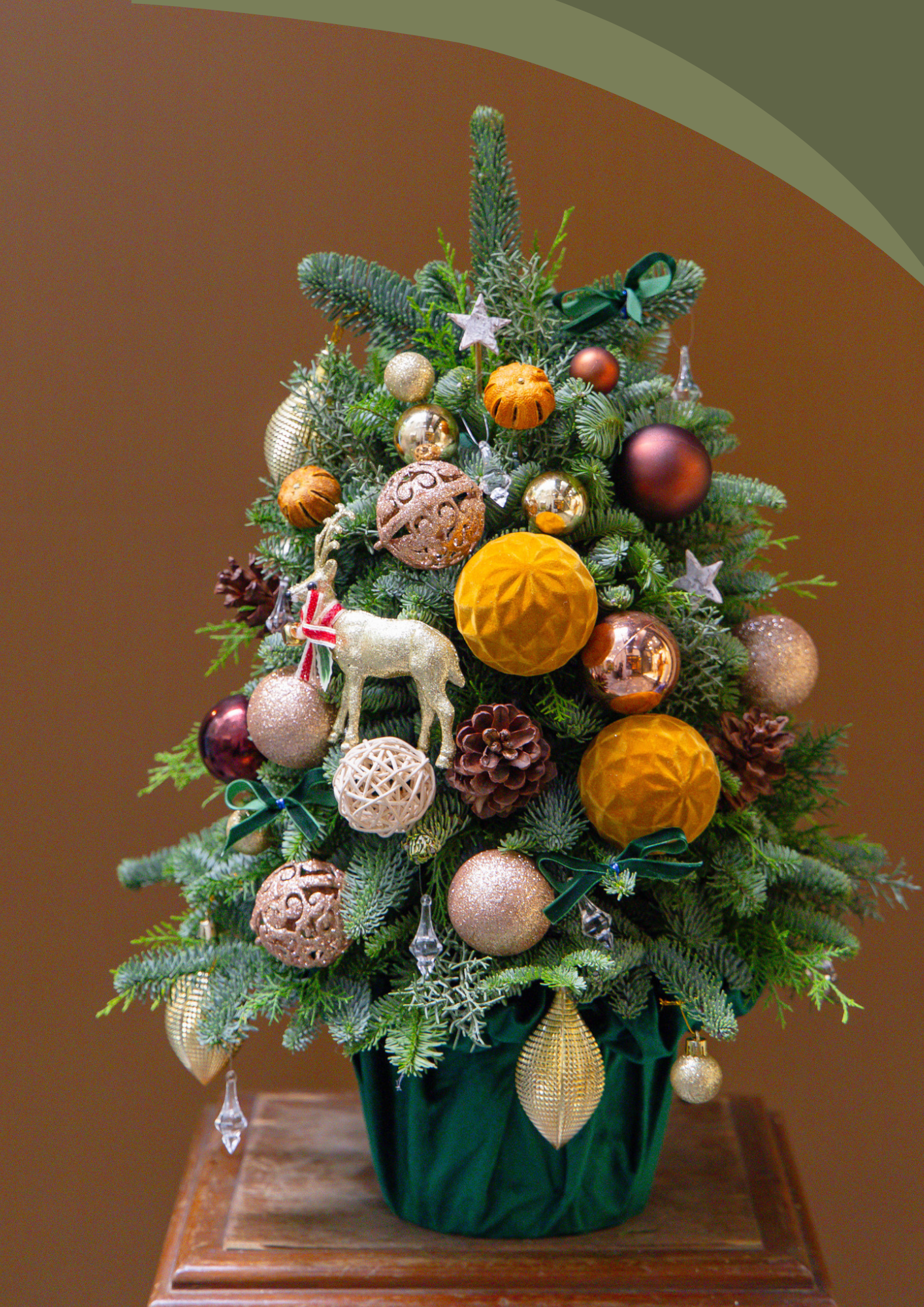 Eve – Chậu Thông Tươi Twinkle Tree