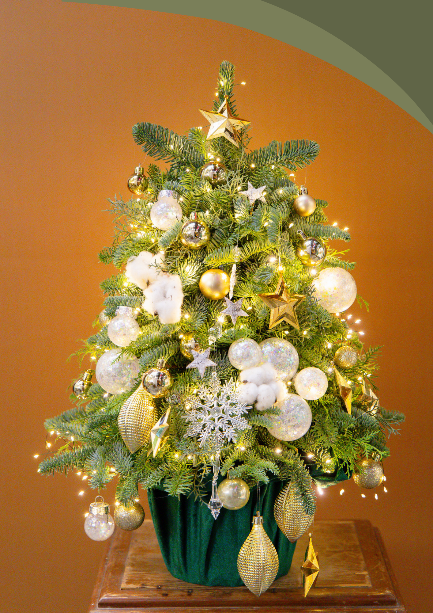 Eve – Chậu Thông Tươi Golden Noel